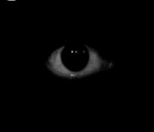 five nights at freddy's